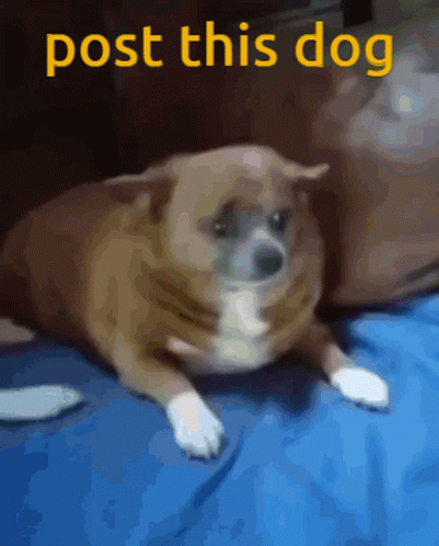 Dog Laying On Blue Blanket Post This Dog GIF