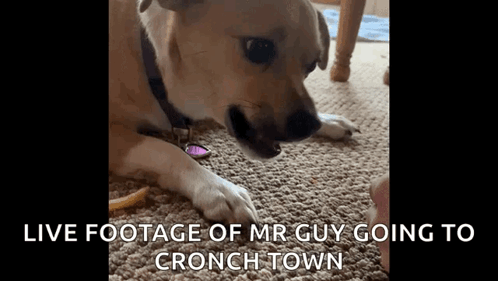 Dog Laying On Carpet Live Footage Mr Guy Going To Crunch Town GIF