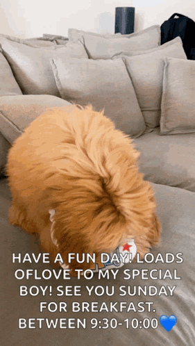 Dog Laying on Couch Have a Fun Day