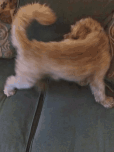 Dog Laying on Couch Next to Pillow with Letter R