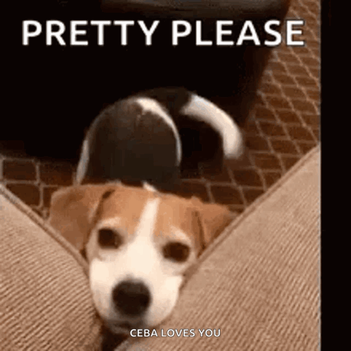 Dog Laying On Couch Pretty Please Ceba Loves You GIF