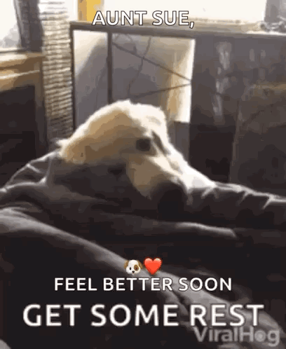 Dog Laying on Couch Saying Aunt Sue Feel Better Soon Get Some Rest
