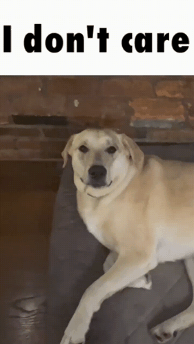 Dog Laying on Couch Saying I Don't Care