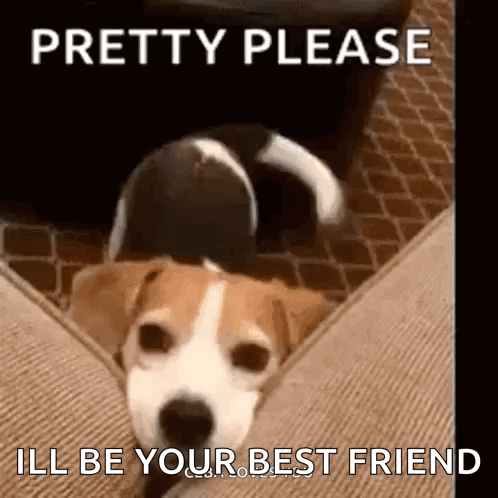 Dog Laying On Couch Saying Pretty Please GIF