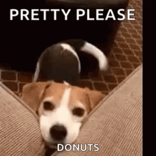 Dog Laying on Couch Saying Pretty Please Donuts