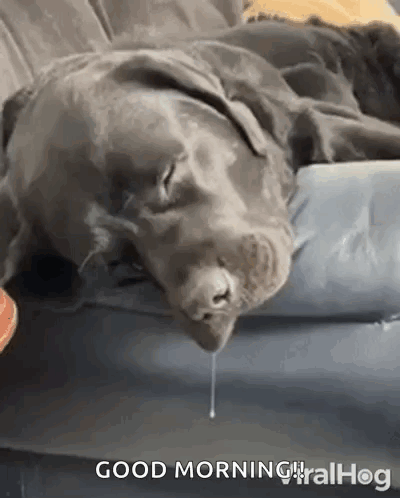 Dog Laying On Couch With Mouth Open GIF
