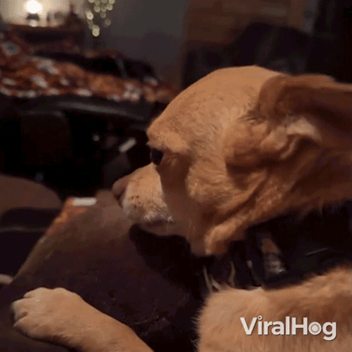 Dog Laying on Couch With Viralhog
