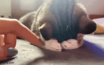 Dog Laying on Floor Playing With Finger