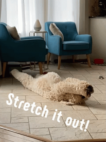 Dog Laying On Floor With Stretch It Out GIF