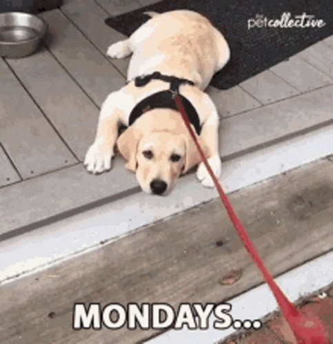 Dog Laying On Ground With Leash Saying Monday GIF