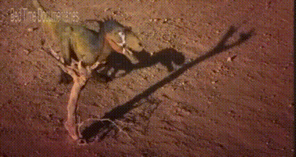 Dog Laying On Ground With Tree Branch GIF