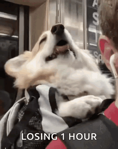 Dog Laying on Lap With Losing 1 Hour