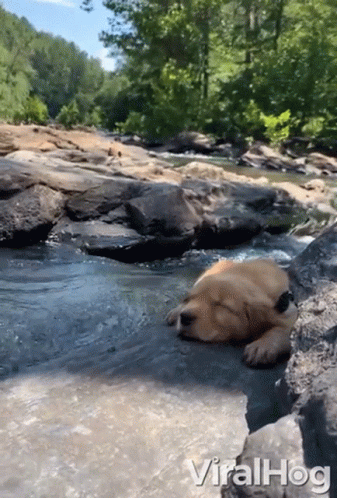 Dog Laying On Rock In River Viralhog GIF