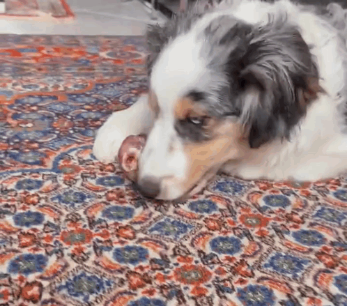 Dog Laying On Rug Chewing Meat GIF