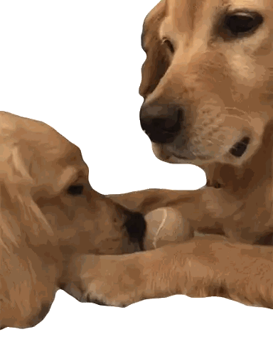 Dog Laying With Paw on Other Dog's Nose