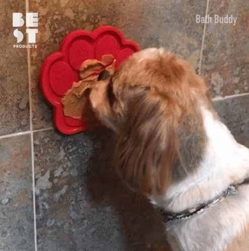 Dog Licking Butter Off The Wall GIF