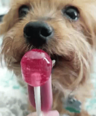 Dog Licking Candy Lollipop GIF