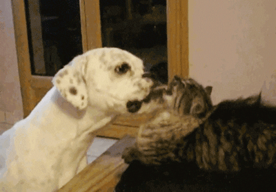 Dog Licking Cat GIF