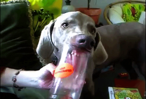 Dog Licking Cup GIF