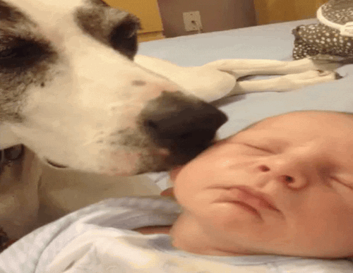 Dog Licking Face Of Baby GIF