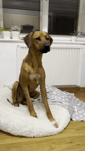 Dog Licking I Want It Now GIF