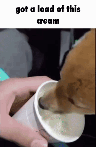 Dog Licking Ice Cream Got A Load Of This Cream GIF