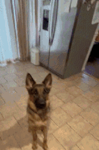 Dog Licking Peanut Butter GIF