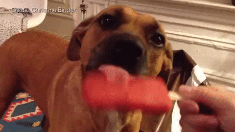 Dog Licking Popsicles GIF