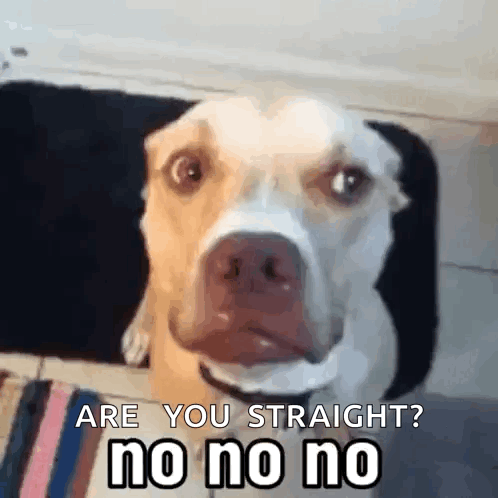 Dog Looking at Camera Are You Straight No No No