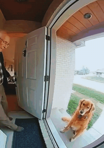 Dog Looking at Camera in Front of Door