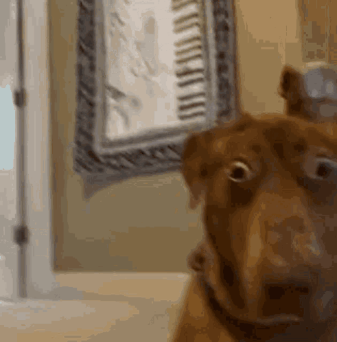 Dog Looking at Camera in Mirror