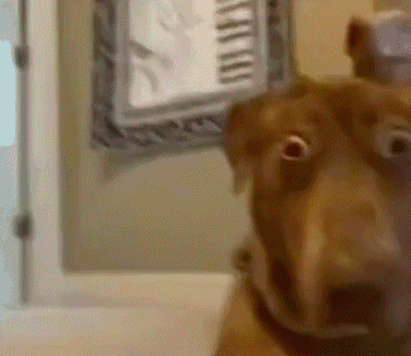 Dog Looking at Camera With Clock