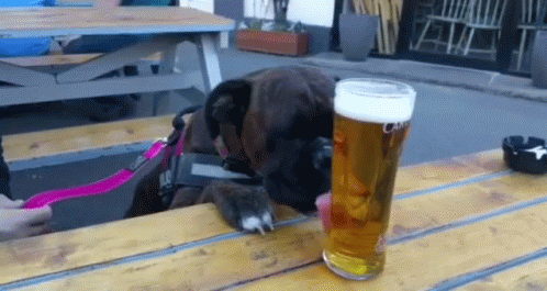 Dog Looking At Glass Of Beer GIF