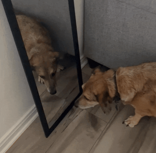 Dog Looking at Itself in Mirror
