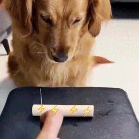 Dog Looking at Lightning Bolt on Paper