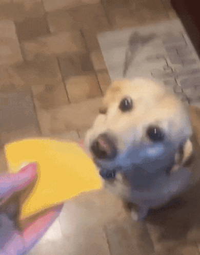 Dog Looking at Person Holding Yellow Object