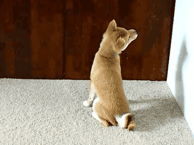 Dog Looking For Food GIF