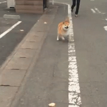 Dog Looking Next To Wall GIF