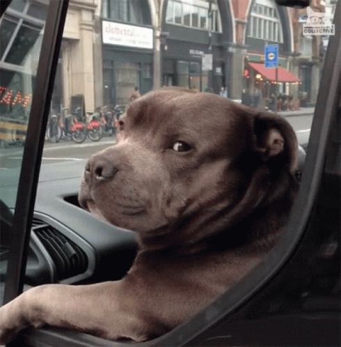 Dog Looking Out Car Window