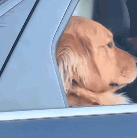 Dog Looking Out Car Window From Back Seat