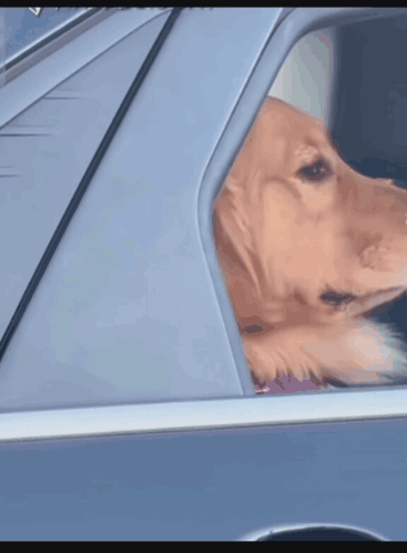 Dog Looking Out Car Window In Driver's Seat GIF