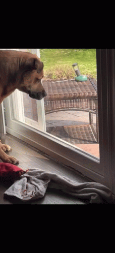 Dog Looking Out Sliding Glass Door at Bird Feeder