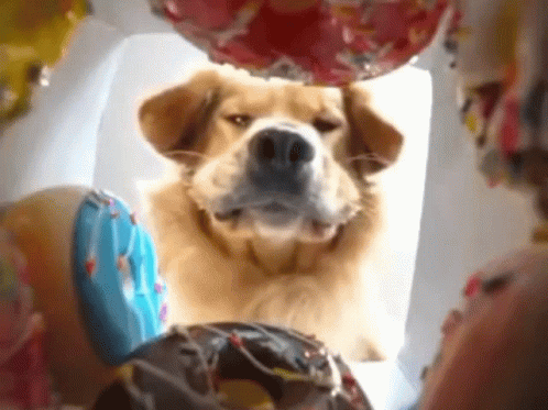 Dog Looking Out Window at Balloons and Donuts
