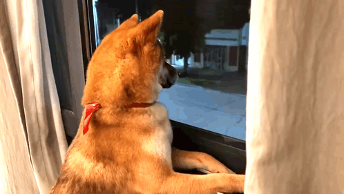 Dog Looking Out Window at Night