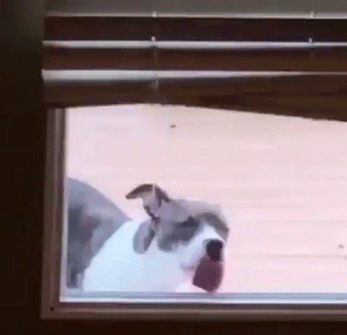 Dog Looking Out Window at Person