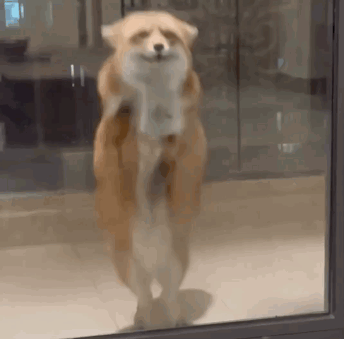 Dog Looking Out Window