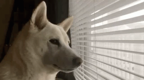 Dog Looking Out Window With Blinds