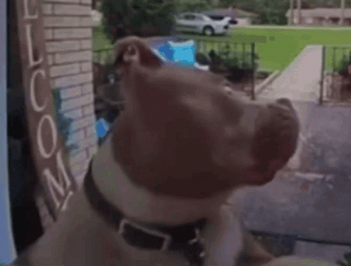 Dog Looking Out Window With Loom Sign GIF