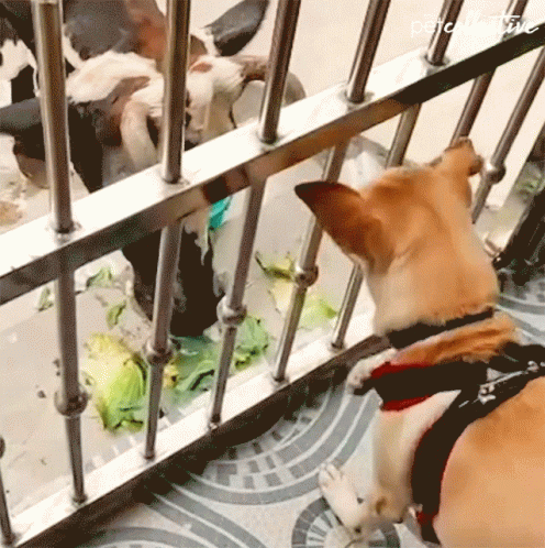 Dog Looking Through Fence Saying Pets