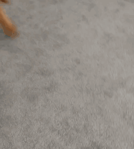 Dog Looking Up At Camera